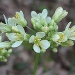 Biscutella intermedia Floare