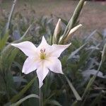 Gladiolus tristis Цвят
