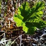 Rubus chamaemorus Φύλλο