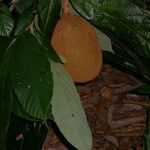 Theobroma grandiflorum Fruto
