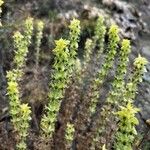 Sideritis montana Flower