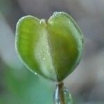 Thlaspi perfoliatum Yaprak
