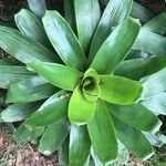 Tillandsia heliconioides Leaf