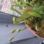 Sarracenia psittacina Yaprak