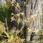 Ixia paniculata Flor