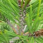 Pinus leucodermis Kabuk