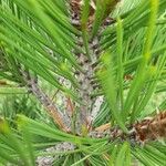 Pinus leucodermis Rinde