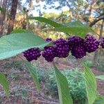 Callicarpa americana Φρούτο