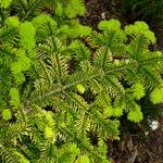 Abies fraseri Dalc'h