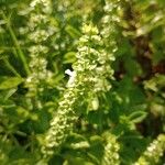 Ocimum basilicumFiore