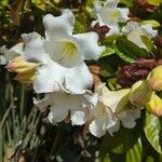 Beaumontia grandiflora Flower