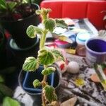 Plectranthus forsteri Blad
