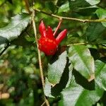 Ochna serrulata Flower