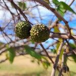 Guazuma ulmifolia 果實