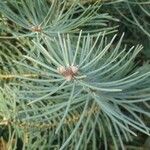 Abies concolor Fuelha