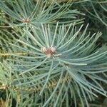 Abies concolor Blatt