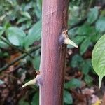 Combretum racemosum Bark