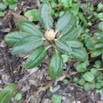 Rhododendron degronianum Blatt