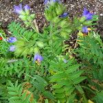 Polemonium viscosum