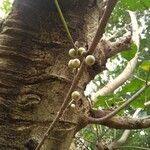 Ficus hookeriana Bark