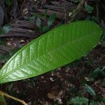 Fusaea longifolia Лист