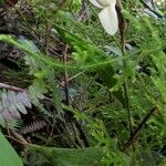 Sobralia leucoxantha Altul/Alta
