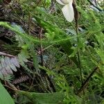 Sobralia leucoxantha 其他