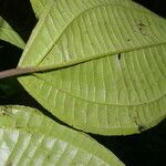 Miconia gracilis Leaf