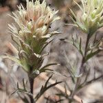 Castilleja nana Hábito