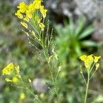 Descurainia millefolia Flower