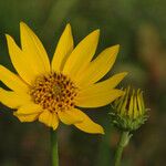 Helianthus occidentalis Cvet