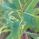 Terminalia macroptera Blad