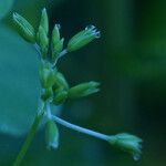 Drymaria cordata Flower