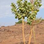 Calotropis procera आदत