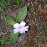 Ruellia humilis Лист