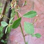 Melilotus elegans Jani