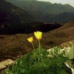 Adonis pyrenaica Habitus