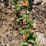 Lysimachia arvensisFlower