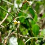 Secamone tenuifolia Flor