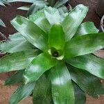 Aechmea candida Blad