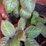 Episcia cupreata ᱥᱟᱠᱟᱢ