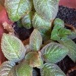 Episcia cupreata Лист