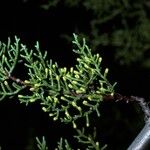 Cupressus goveniana Fruit