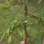 Prosopis affinis Leaf