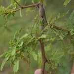 Prosopis affinis Fuelha