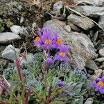 Linaria alpina Квітка
