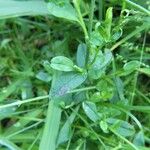 Myosotis laxa Leaf