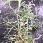 Dittrichia graveolens 葉