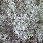 Artemisia tridentata ഇല