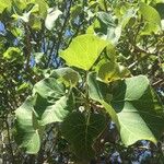 Ficus abutilifolia 葉
